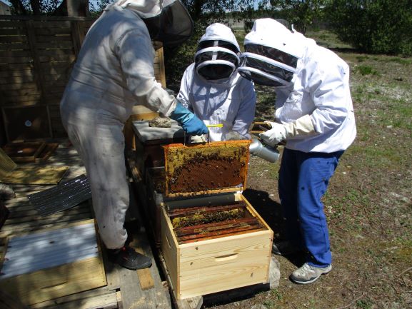 Les détenus font de l'apiculture à Bédenac ©MJ