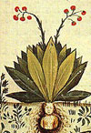 Fruit de la mandrogore - Disponible sur Wikicommons
